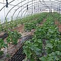 Les légumes d'été bio et locaux, c'est maintenant avec les paniers de regain ! inscriptions toujours ouvertes (màj 11/5)