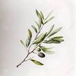 Rameau D'olivier Aquarelle Avec Olives Sur Fond Blanc. Illustration Dessinée À La Main. Image et Photographie Gratuites 197249750.